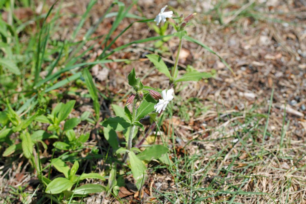 Silene latifolia (=Silene alba) / Silene bianca